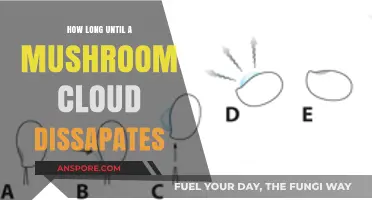 Mushroom Cloud Lifespan: Understanding the Dispersal Process and Timeline