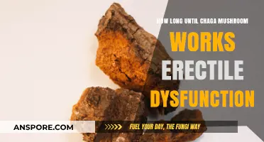 Chaga Mushroom for Erectile Dysfunction: Timing and Effectiveness Explained