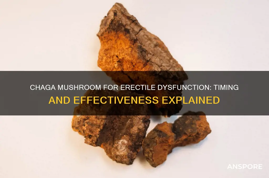 how long until chaga mushroom works erectile dysfunction