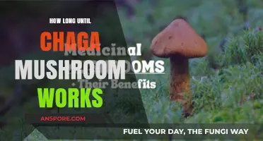 Chaga Mushroom Benefits: Timing and Effects for Optimal Health Results
