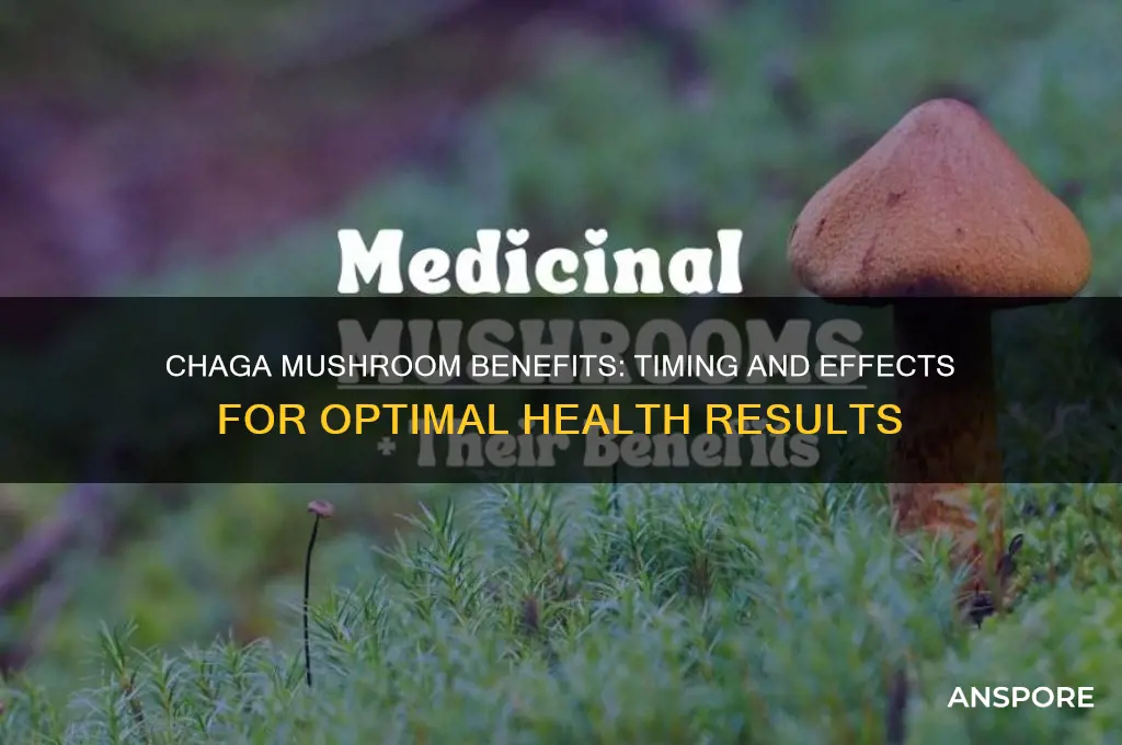 how long until chaga mushroom works