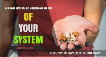 Magic Mushrooms Detox Timeline: How Long Do Psilocybin Effects Last?