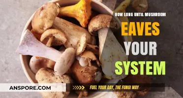 How Long Do Mushrooms Stay in Your System?