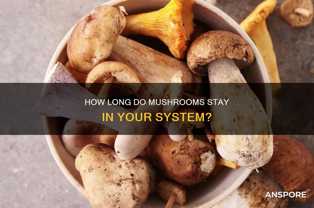 how long until mushroom eaves your system