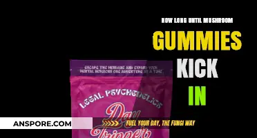 When Do Mushroom Gummies Take Effect? Timing Explained