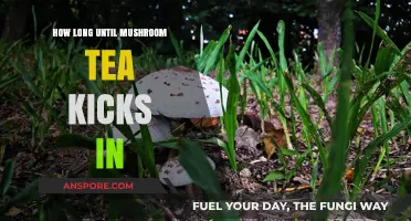 When Does Mushroom Tea Take Effect? A Timing Guide