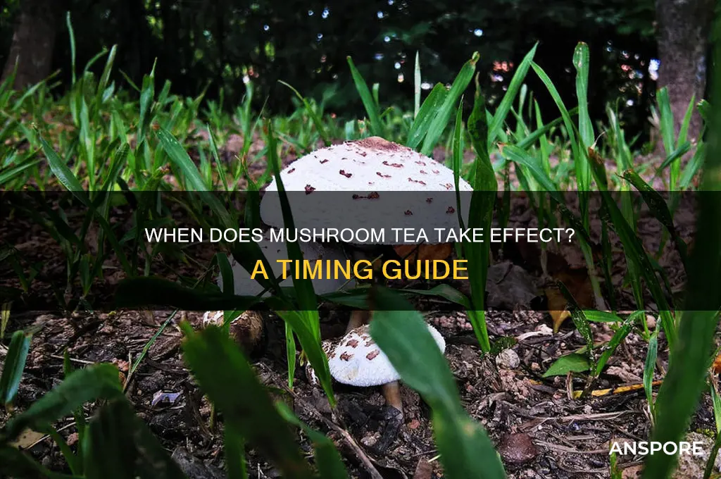how long until mushroom tea kicks in