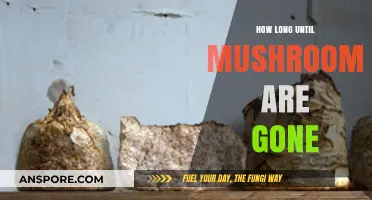 Mushroom Lifespan: Understanding How Long They Last and When They Disappear