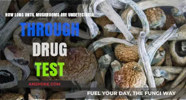 Mushroom Detection Timeline: How Long Until Drug Tests Can’t Trace Them?