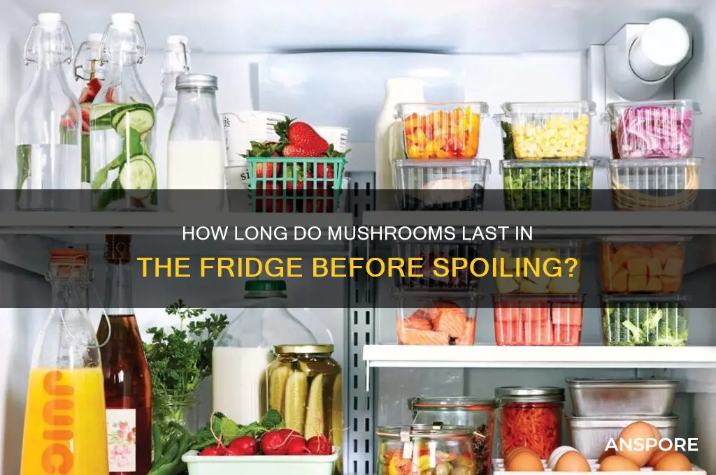 how long until mushrooms go bad in fridge