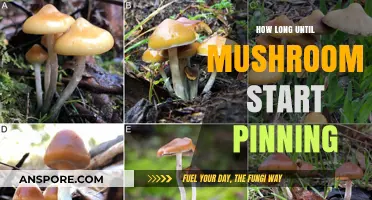When Will Mushrooms Pin? Understanding the Timeline for Fruiting Bodies