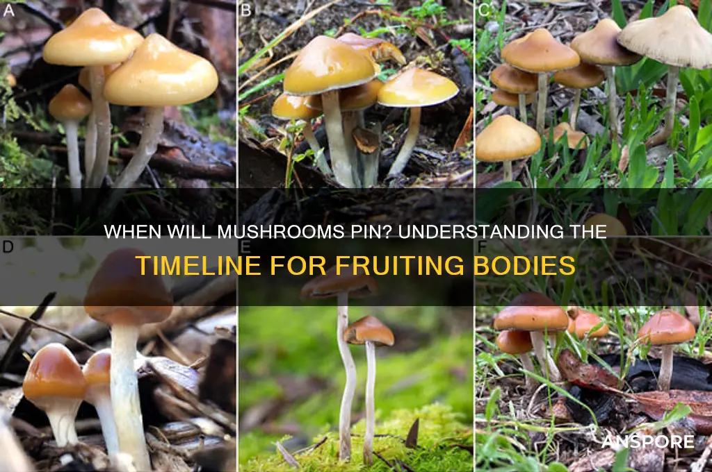 how long until mushrooms start pinning