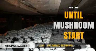 When Do Mushrooms Sprout? Timelines for Growing Your Own Fungi