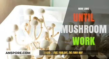 When Do Mushrooms Kick In? Timing and Effects Explained