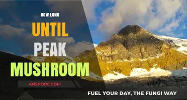 When Do Mushrooms Peak? Timing Your Harvest for Optimal Growth