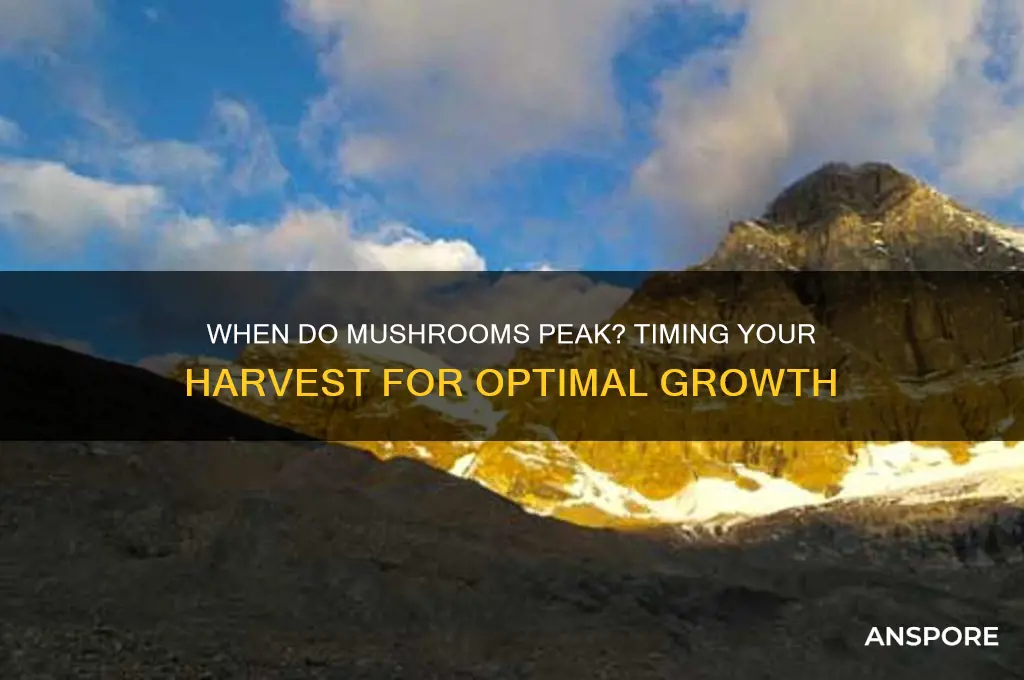 how long until peak mushroom