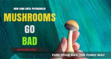 Shelf Life of Psychedelic Mushrooms: How Long Do They Last?