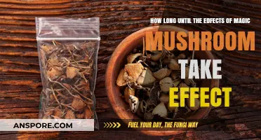 Magic Mushrooms: Timing the Onset of Psychedelic Effects Explained