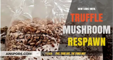 Truffle Mushroom Respawn Time: Understanding Growth Cycles for Optimal Harvesting