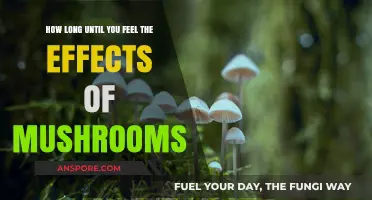 When Do Mushrooms Kick In? Timing the Psychedelic Experience