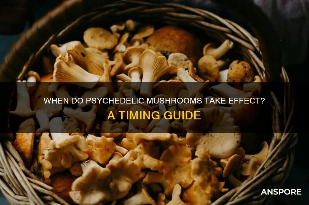 how long untill psychodelic mushrooms