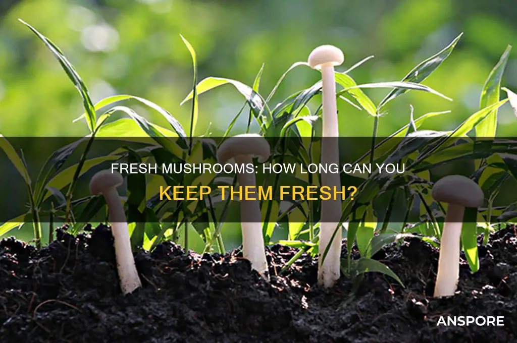 how long van you keep fresh mushrooms