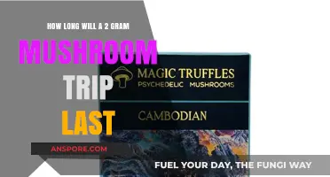 Exploring the Duration of a 2-Gram Mushroom Trip: What to Expect