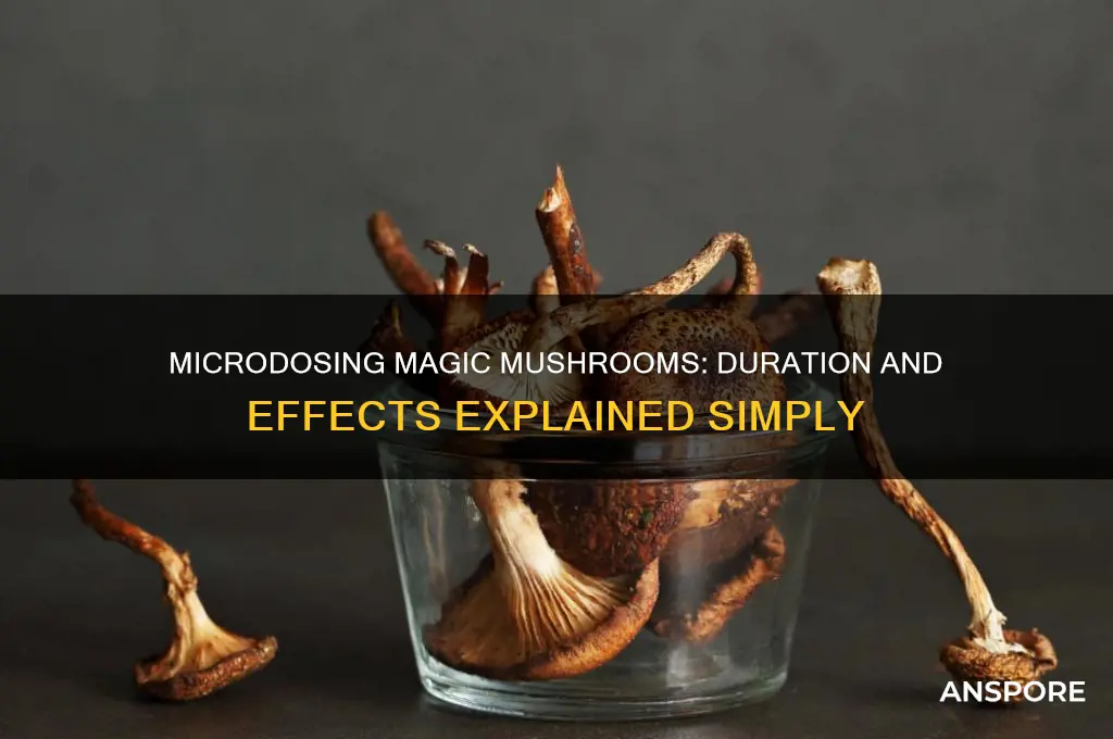 how long will a magic mushrooms microdose last