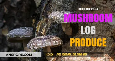 Maximizing Mushroom Yield: Lifespan and Productivity of a Mushroom Log