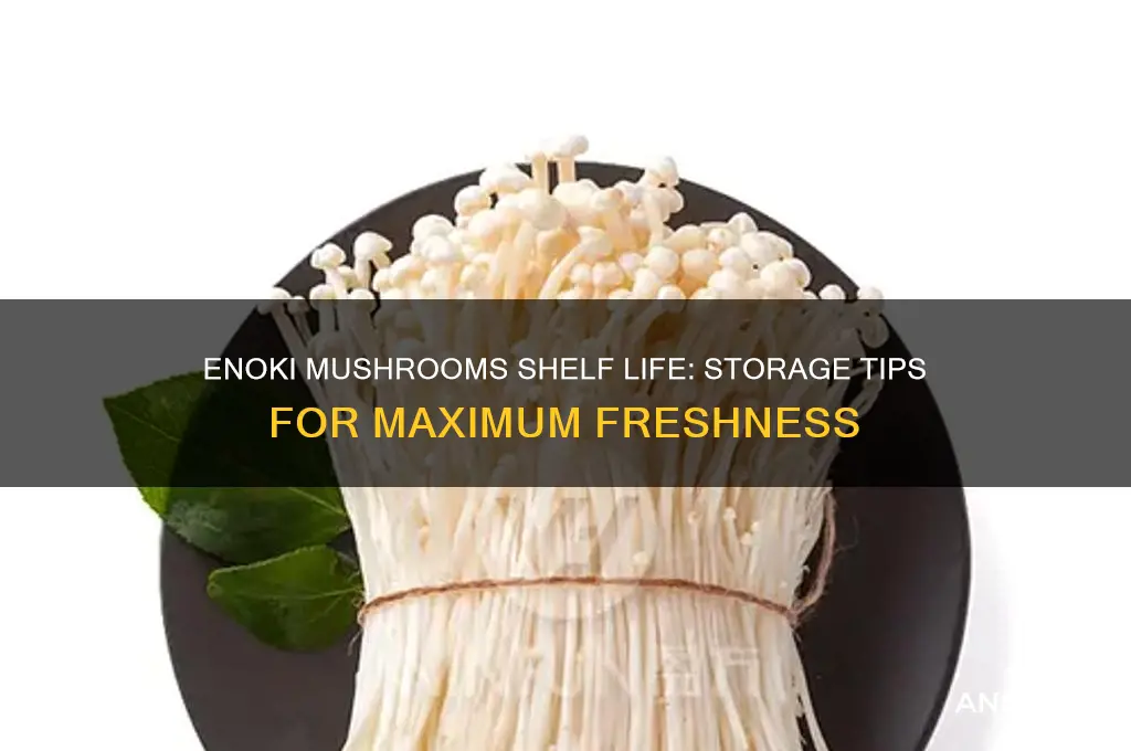 how long will enoki mushrooms last