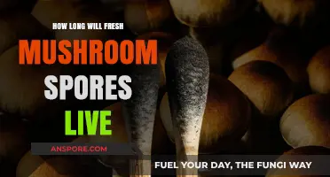 Fresh Mushroom Spores Lifespan: Survival Duration and Storage Tips