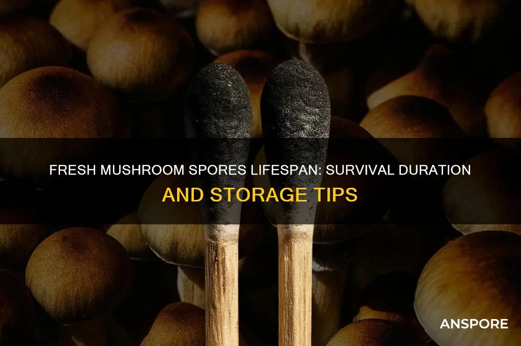 how long will fresh mushroom spores live
