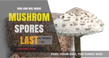 Magic Mushroom Spores Lifespan: How Long Do They Remain Viable?