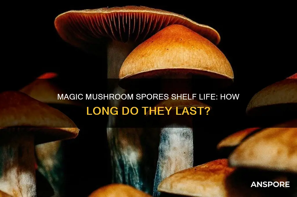 how long will majic mushroom spores last