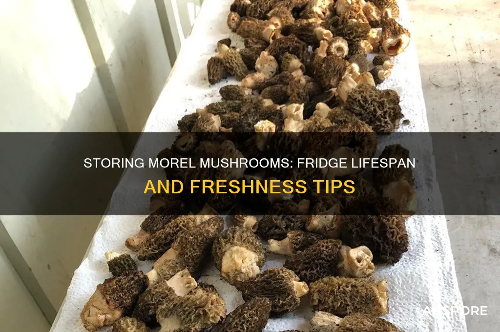 how long will morel mushrooms keep in the fridge