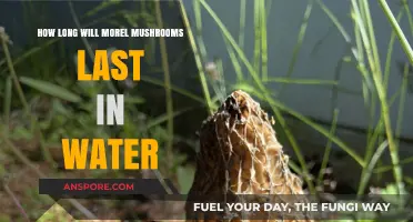 Preserving Morel Mushrooms: Water Storage Lifespan and Freshness Tips