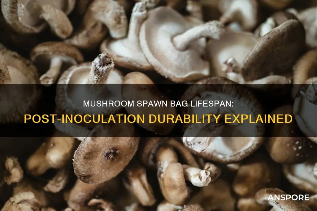 how long will mushroom spawn bags last after innoculation