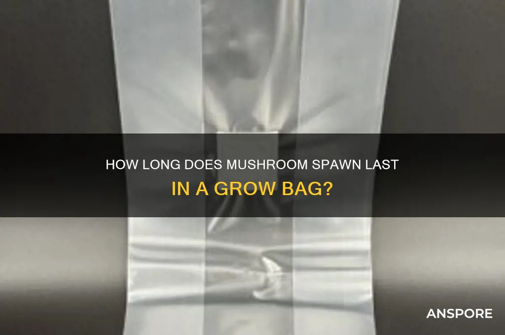 how long will mushroom spawn in bag