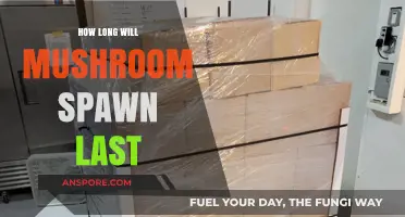 Maximizing Mushroom Spawn Lifespan: Storage Tips and Shelf Life Explained