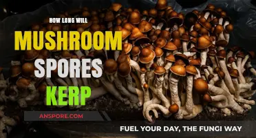 How Long Do Mushroom Spores Remain Viable for Cultivation?