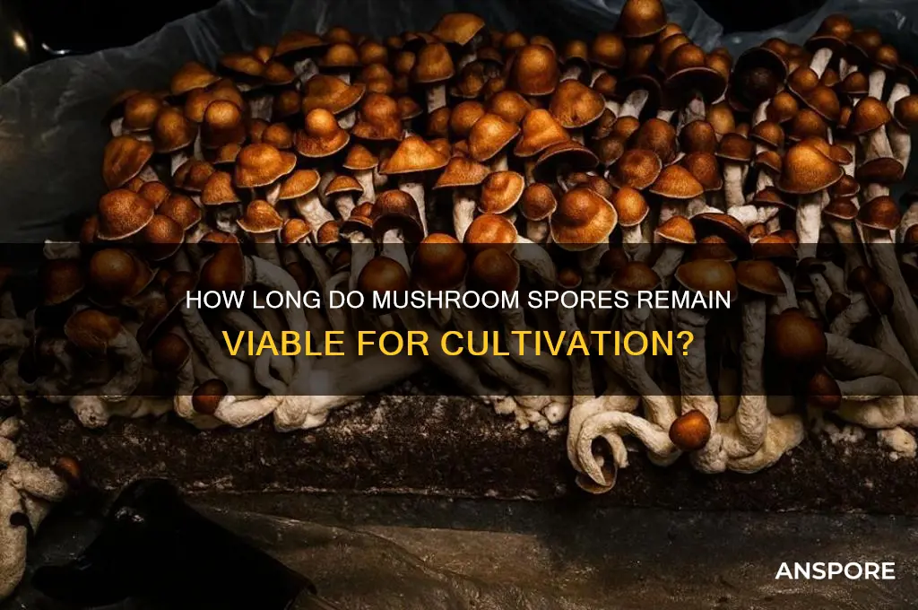 how long will mushroom spores kerp