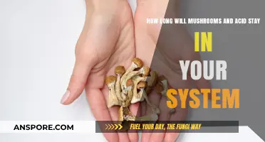 Mushrooms and Acid Detection: How Long Do They Stay in Your System?
