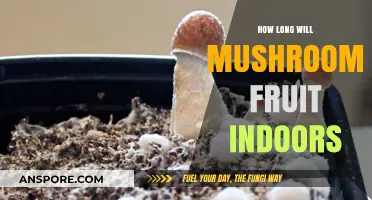 Indoor Mushroom Fruiting: Understanding the Duration and Factors Involved
