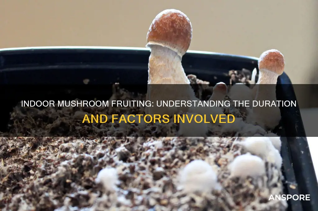 how long will mushrooms fruit indoors