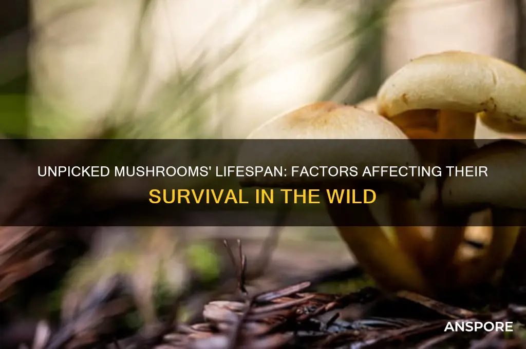how long will mushrooms last if unpicked