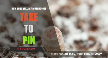 Mushroom Pinning Timeline: Factors Affecting Growth and Fruiting Stages