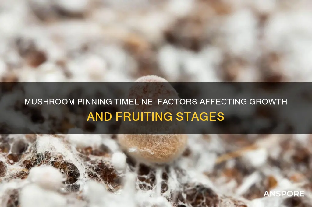 how long will my mushrooms take to pin