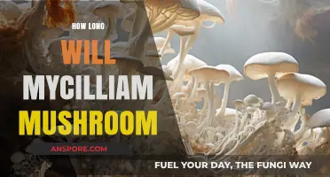 Understanding Mycilliam Mushroom Lifespan: Growth, Care, and Longevity Tips