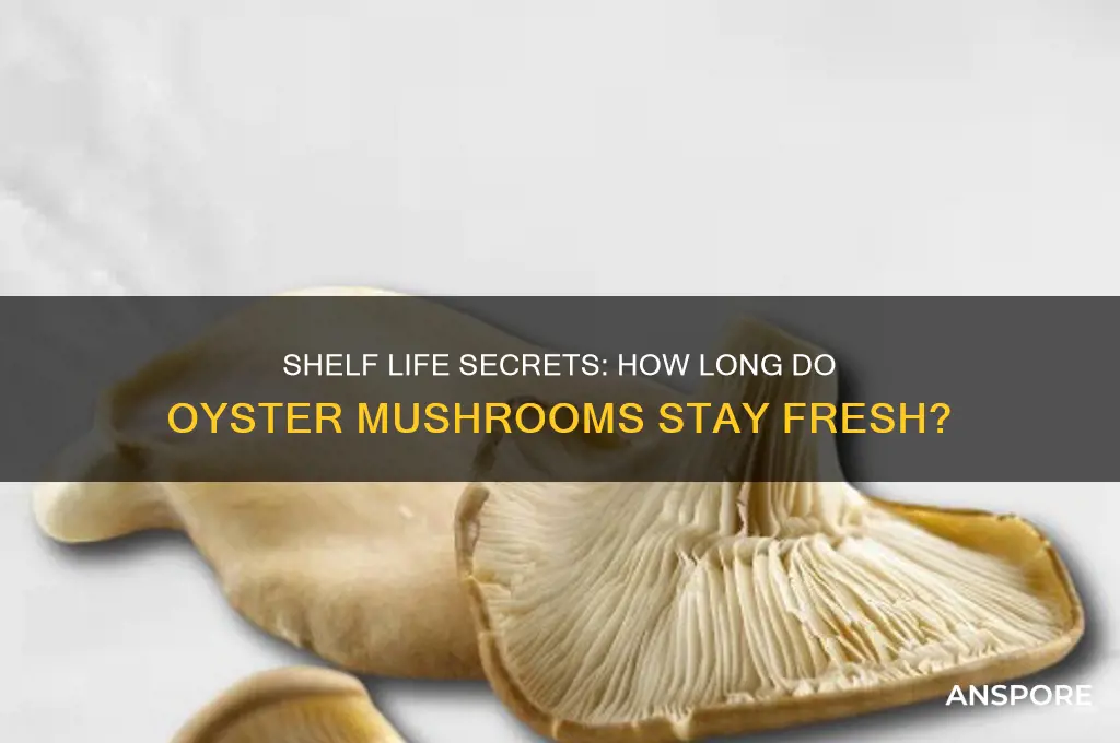 how long will oyster mushrooms keep