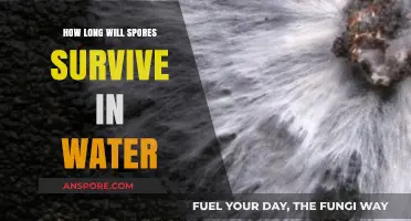 How Long Do Spores Survive in Water? A Comprehensive Guide